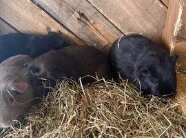 Boy and girl guinea pigs 25 pounds each