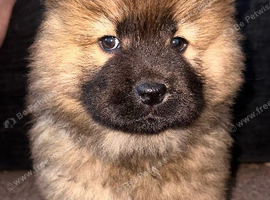 Chow Chow Puppies &mdash; Black, Red & Rare Blue