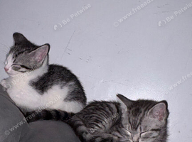 Kitten for sale