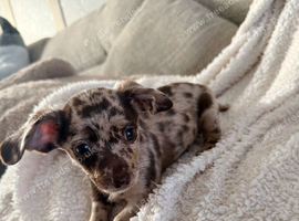4 beautiful chiweenie puppies