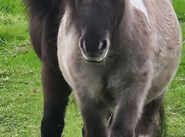Grullo (Black) Dun and White Miniature shetland colt