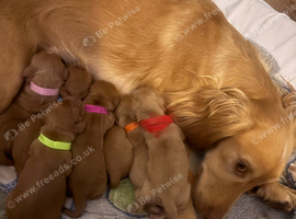 4 Gorgeous Cocker Spaniel puppies (females) - Forever Homes Wanted