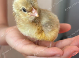 Beautiful chicks