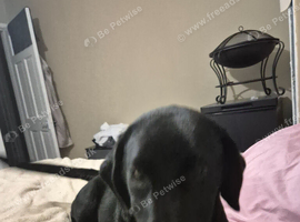 Labrador pup