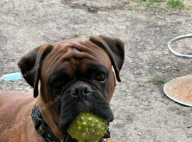 Red black masked boxer