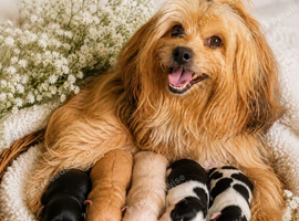 Show cocker x Shih Tzu