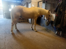 Meet Apollo the Palomino
