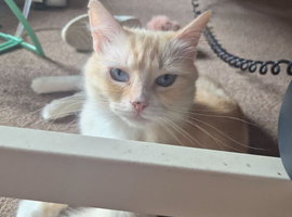 Female ragdoll