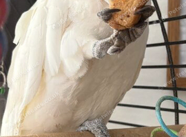 Cockatoo