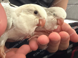 Handreared White baby Quaker parakeet