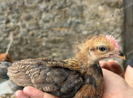 Brown leghorn chicks available