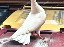 Baby fantail Pigeon