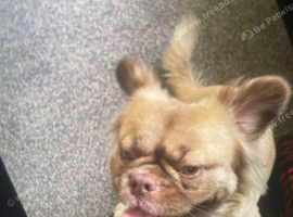 Fluffy Frenchie