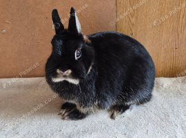 Netherland Dwarf Doe