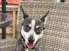 CHIUAHUA x DUTCHOUND