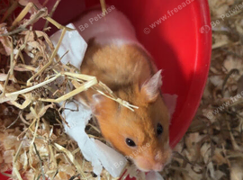 Syrian hamster