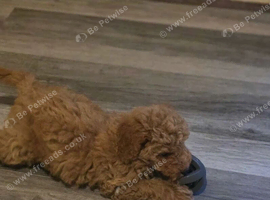 Beautiful toy poodle puppie last boy reduced