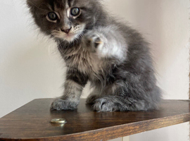 Blue smoke tabby Maine Coon boy