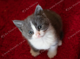 2 Affectionate British Shorthair Cross Girls &ndash; Ready 29 September