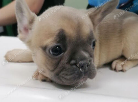 Adorable French Bulldog Puppies for sale