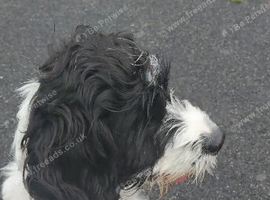 Cockapoo for sale