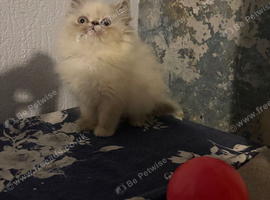 Female persian