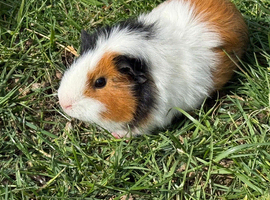 Beautiful guinea pigs 1 for &pound;15 2 for &pound;20