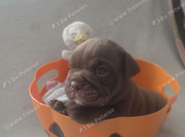 Stunning DWKC Registered English Bulldog Puppies &ndash; Ready October