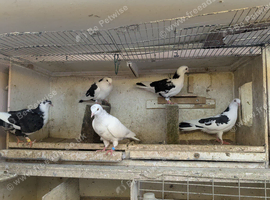 Galati pigeons