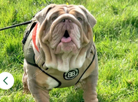 KC FAMOUS BLOODLINE MALE