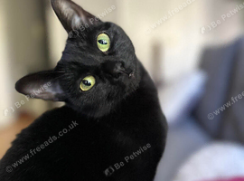Beautiful Indoor Black Female Cat