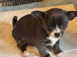 1 beautiful female Chihuahua puppy.