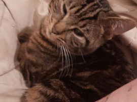 Tigger half bengal 6months old