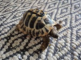 Hermanns tortoise looking for new home