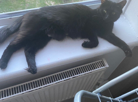 Kittens for sale
