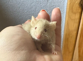 FANCY MICE: 2 FRIENDLY, HAND TAME BOYS AVAILABLE