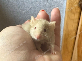 2 fancy mice for sale