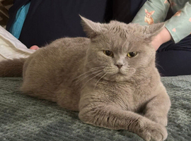 BRITISH SHORT HAIR KITTEN LAST BOY LEFT
