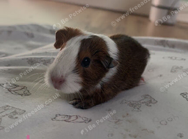 Baby guinea pigs