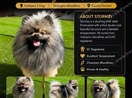Stormzy stud