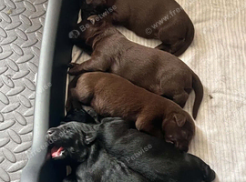 6 gorgeous labs for sale