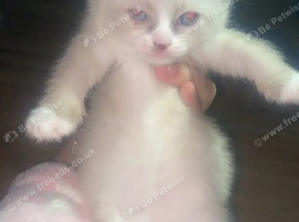 Kittens in Bradford