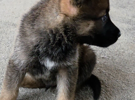 German shepherd x Belgian malinois puppy.