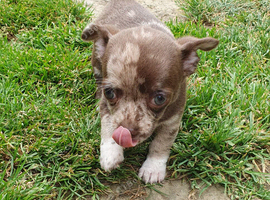 Stunning chihuahua