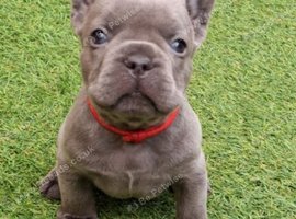 French bulldog puppies