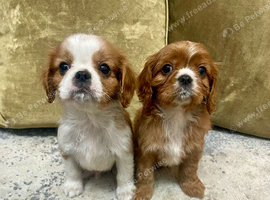 KC reg Champion Bloodline Cavalier King Charles Spaniel Puppies