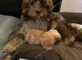 F1 proven male cockapoo for stud
