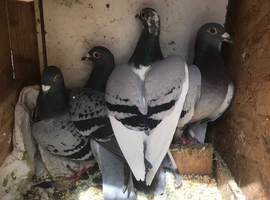 ️ 4 Female Racing Pigeons read please
