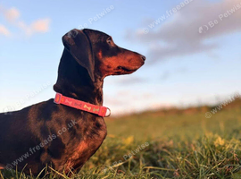 Dachshund looking for new home