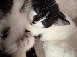 kittens ready for homes